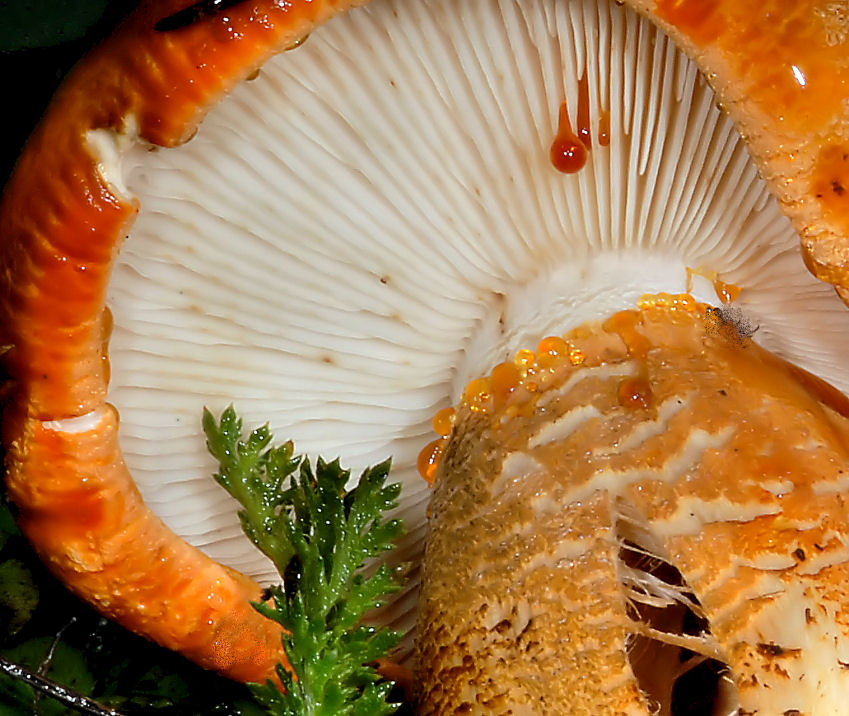 Funghi del Trentino